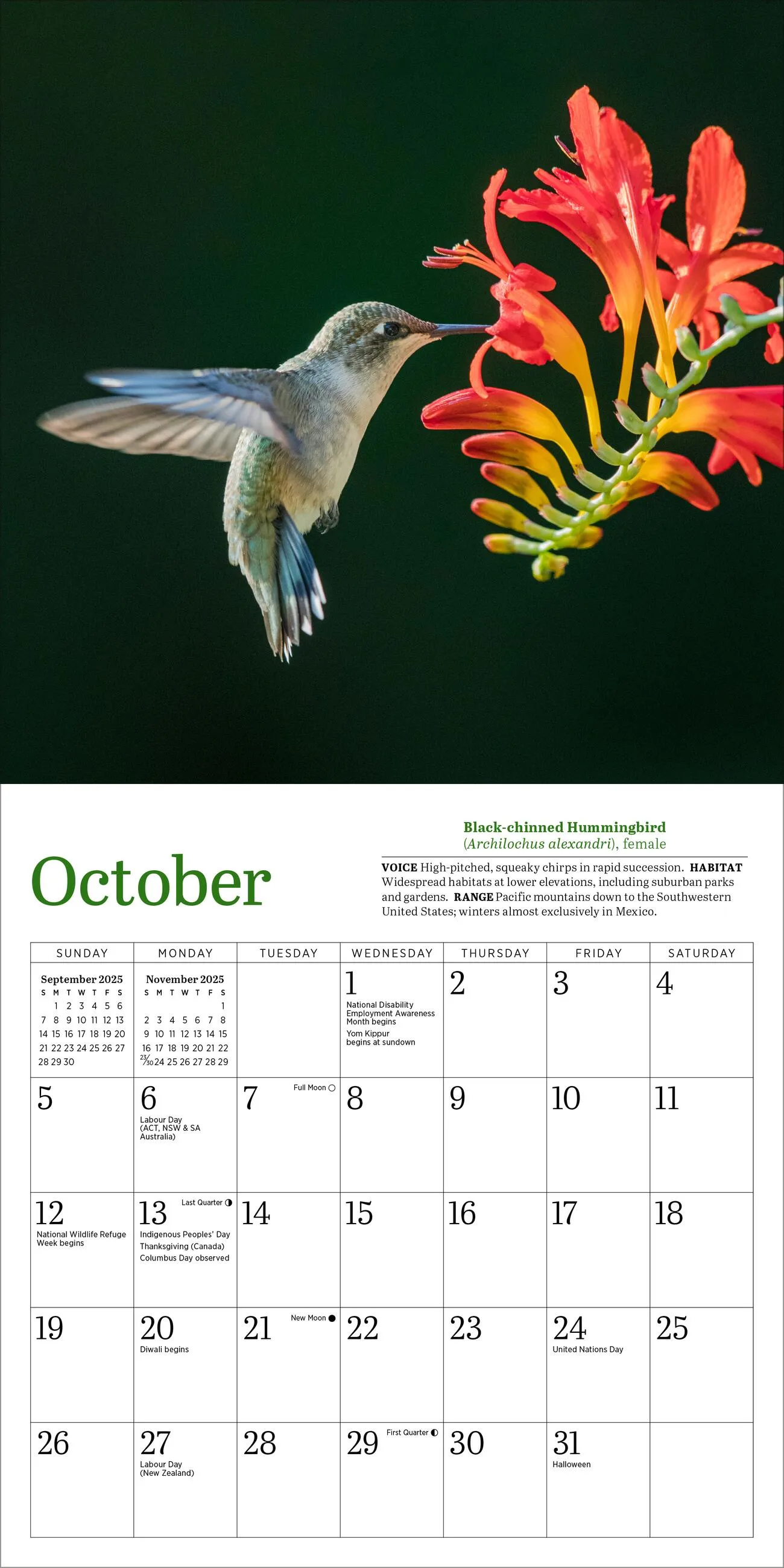 Audubon Hummingbirds 2025 Mini Wall Calendar