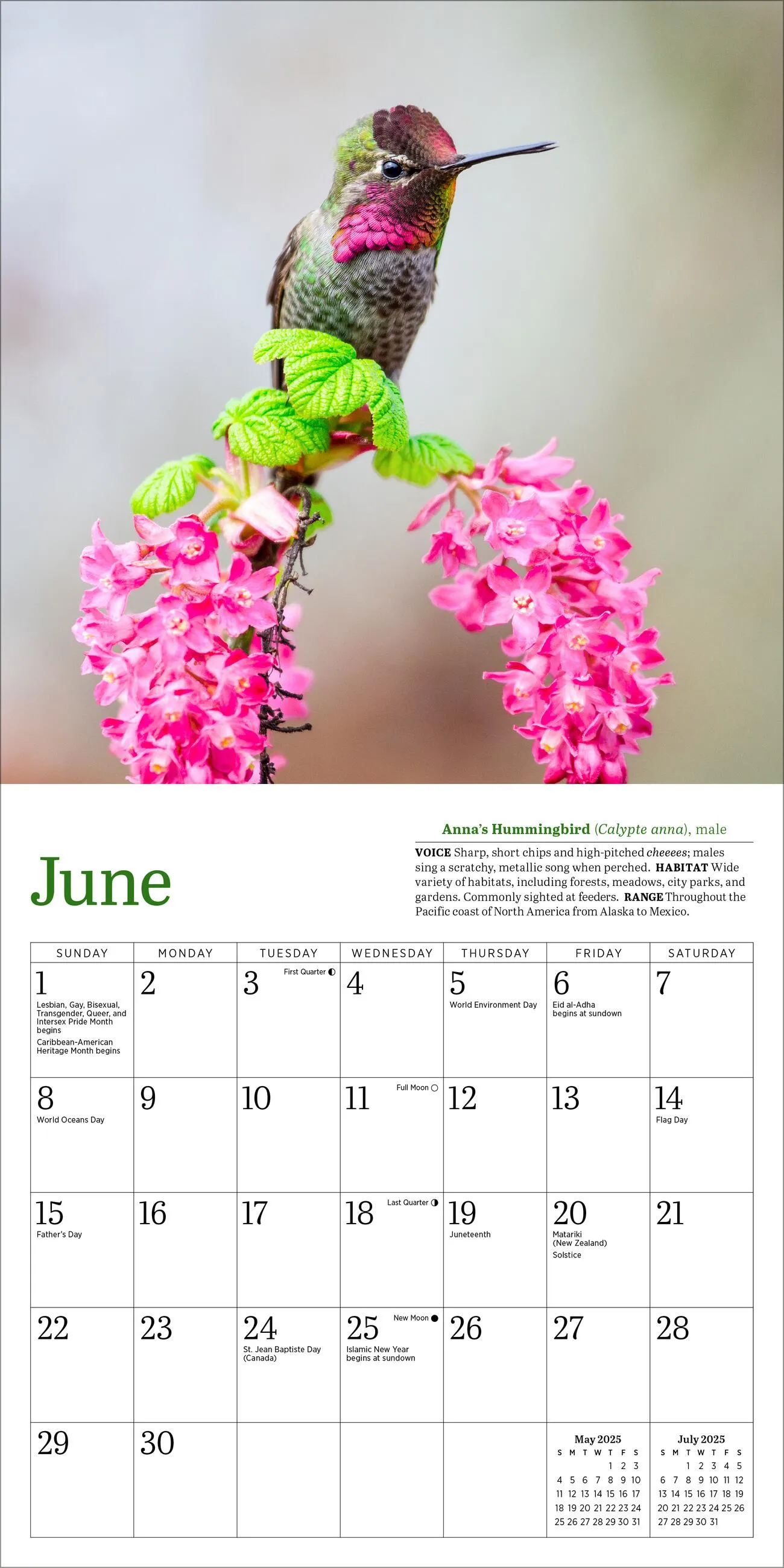 Audubon Hummingbirds 2025 Mini Wall Calendar