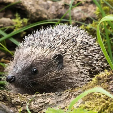 Hedgehog Garden Mug