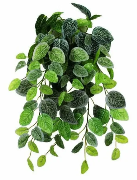 Pangea Fittonia Hanging Bush 18"